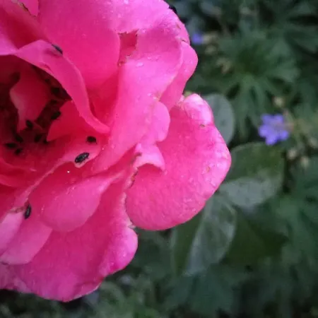 Bed and Breakfast Mustijoki Laukkoski