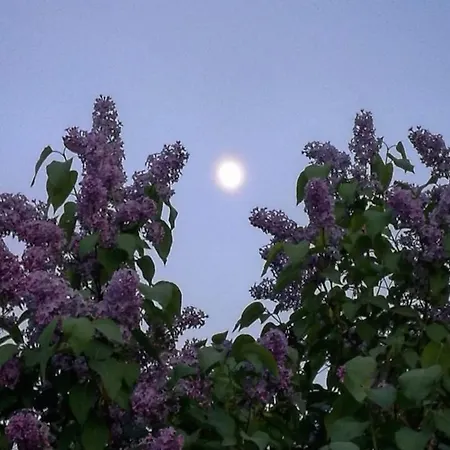 ベッド・アンド・ブレックファスト Mustijoki 3*